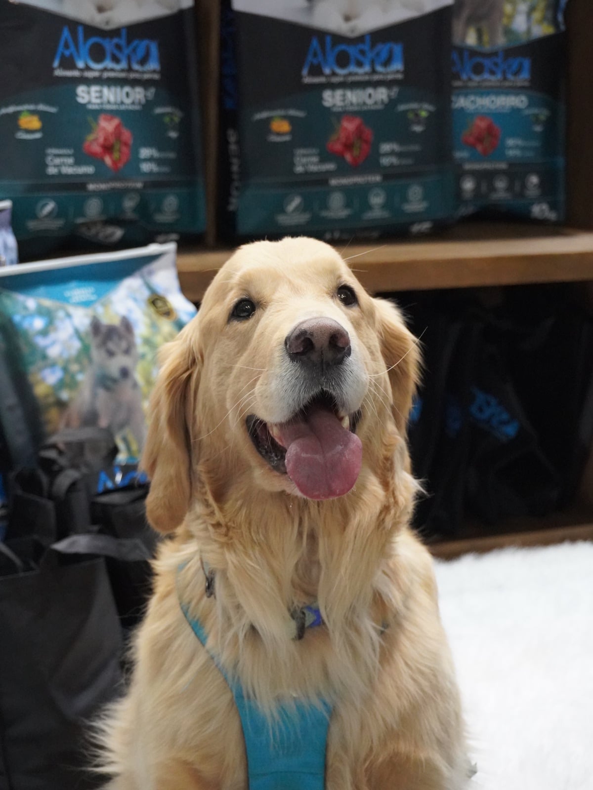 Golden retriever frente a los formatos Alaska Senior y Cachorro